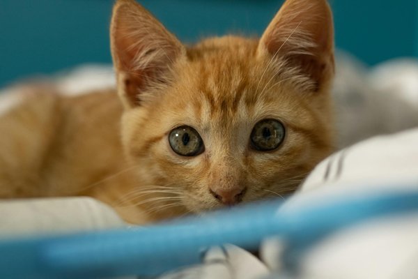 Révélez votre potentiel avec la formation en communication animale