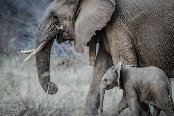 Quelles sont les techniques de survie des éléphants face à la sécheresse?
