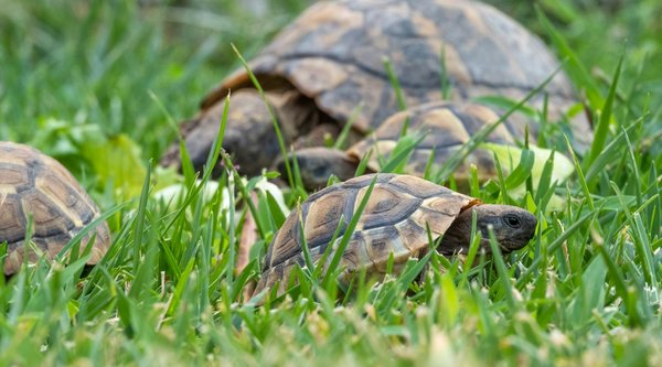 Comment identifier et prévenir les maladies oculaires chez les tortues d'Hermann?