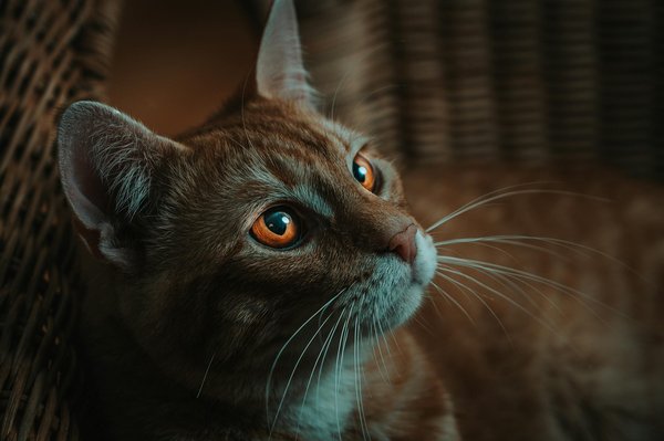 Comment adapter l'environnement d'un chat de race Khao Manee malentendant?