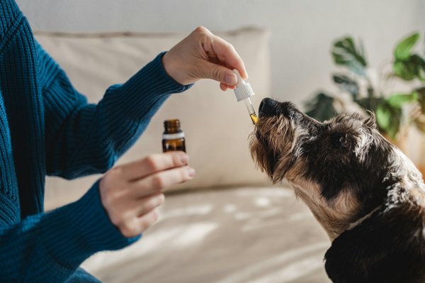 Tout ce que vous devez savoir sur le prednicotone pour chiens